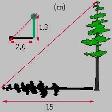hur högt är ett litet träd